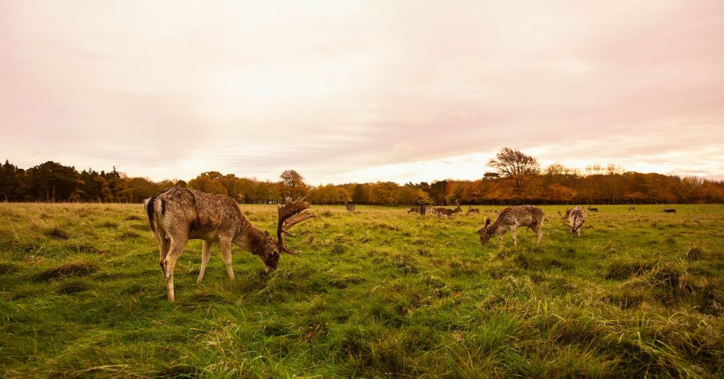 Things to see and do in Dublin with kids Web Banner