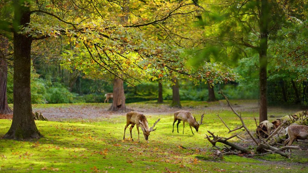 Hellabrunn Zoo