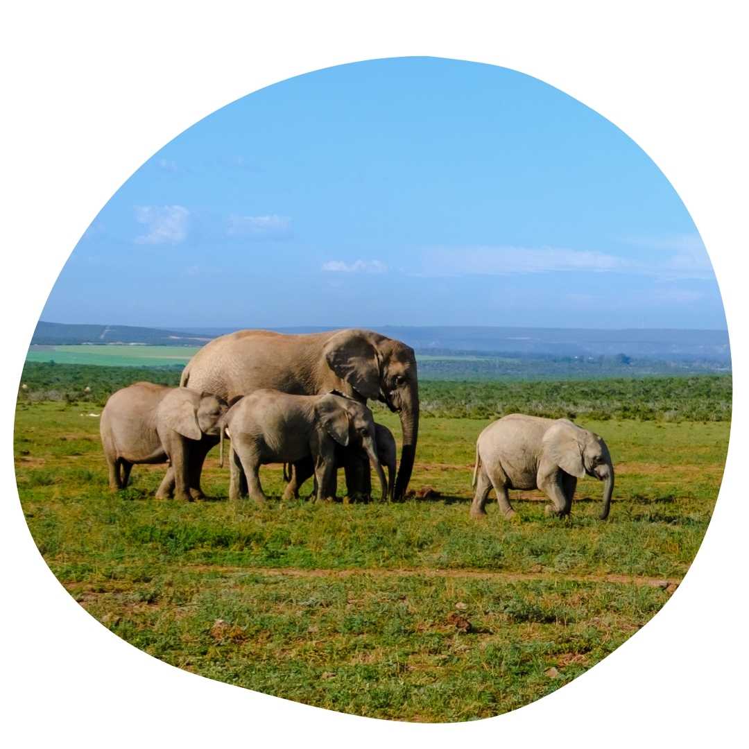 Addo Elephant National Park South Africa