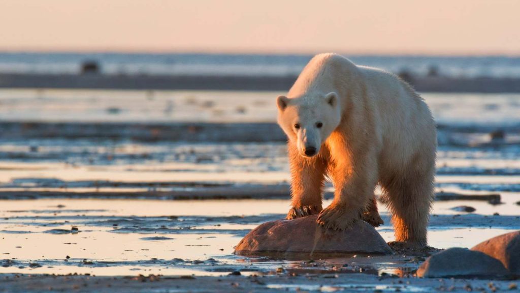 Polar bears in Canada - epic family adventure
