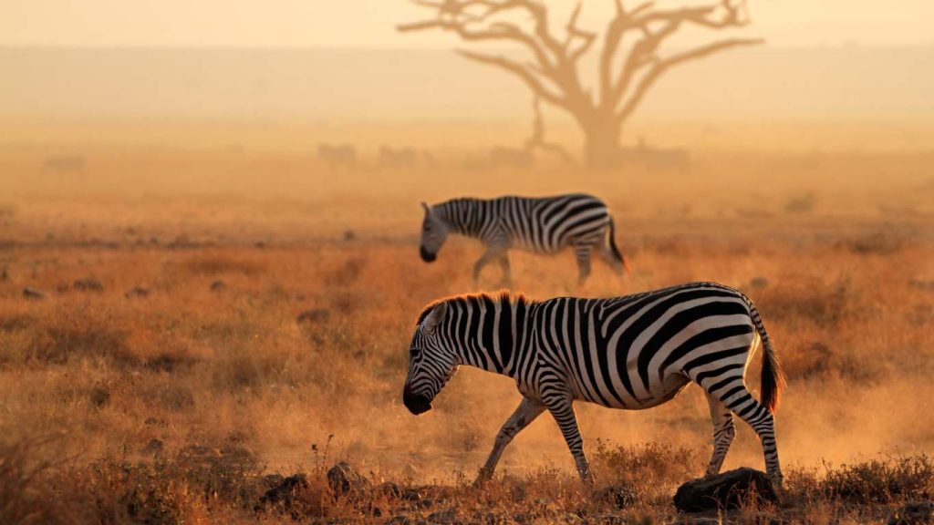 Safari in Kenya - epic family adventure