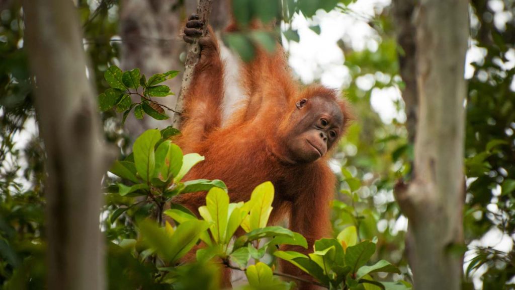 Spot playful Orangutans in Borneo