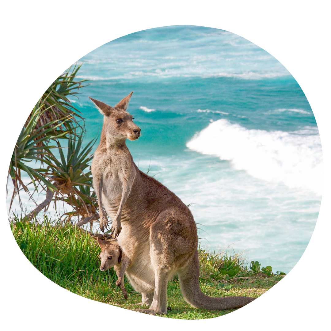 nature holidays in Australia - kangaroo family